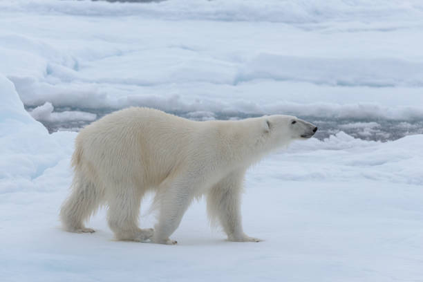 istock Wild polar bear on pack ice in Arctic sea close up 1317314435