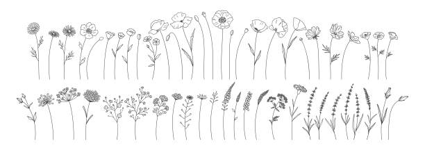 Wildflowers set, herbs, flowers, plants vector illustration. Wildflowers set, line style hand drawn flowers. Meadow herbs, wild plants, botanical elements for design projects. Vector illustration. fragility stock illustrations