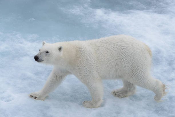 istock Wild polar bear on pack ice in Arctic sea close up 1317314562