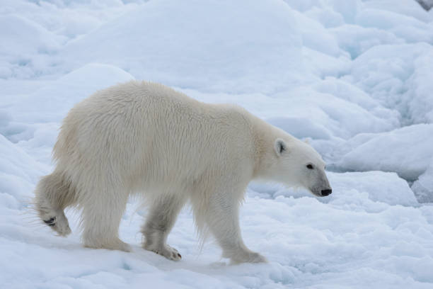 istock Wild polar bear on pack ice in Arctic sea close up 1317314598