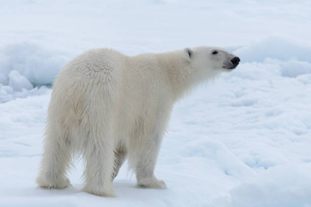istock Wild polar bear on pack ice in Arctic sea close up 1317315238