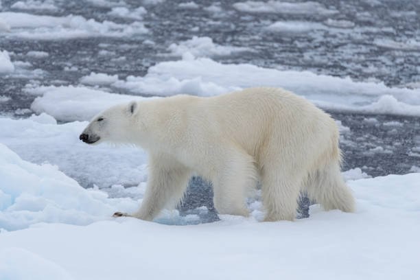 istock Wild polar bear on pack ice in Arctic sea close up 1317315256