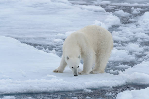 istock Wild polar bear on pack ice in Arctic sea close up 1317315278