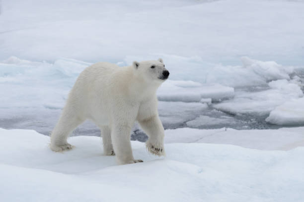 istock Wild polar bear on pack ice in Arctic sea 1317315301
