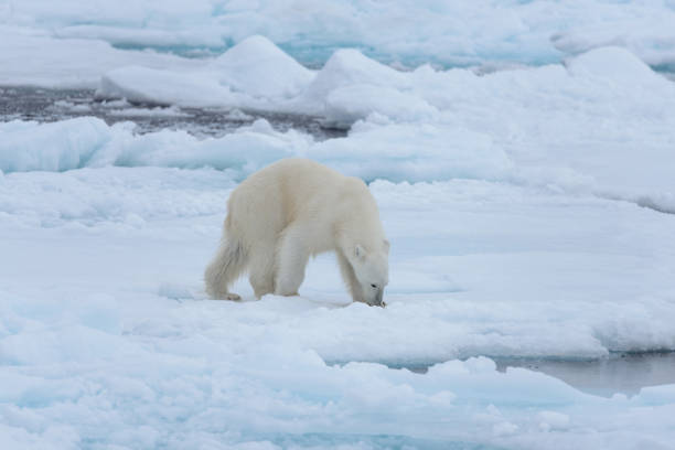 istock Wild polar bear on pack ice in Arctic sea close up 1317315508