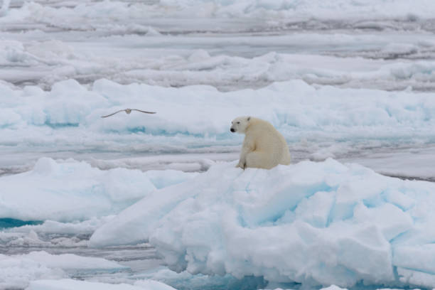 Wild polar bear sitting on pack ice stock photo
