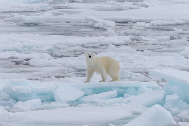 istock Wild polar bear on pack ice in Arctic sea 1317315649