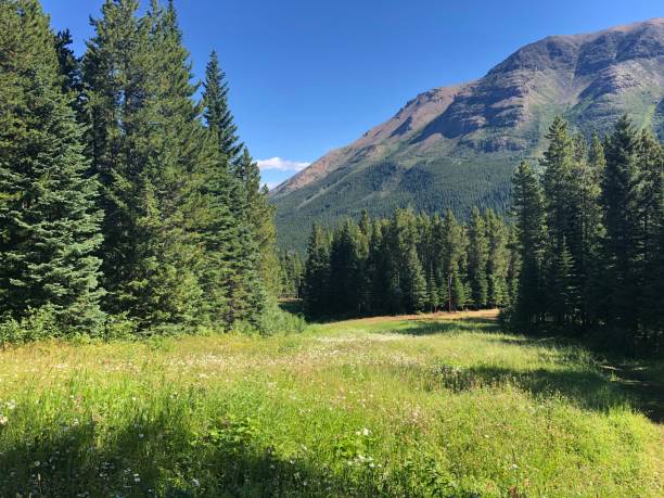istock Hiking views from Castle Mountain, Alberta, Canada  on a warm sunny day 1317315744