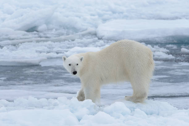 istock Wild polar bear on pack ice in Arctic sea close up 1317315820