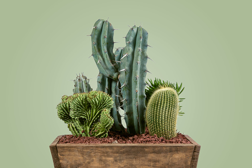 Pot with green Cactus in a decorative indoor pot with a matte pastel green background. Creative colorful spring image