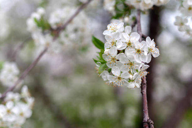 istock Flowers of the cherry blossoms on a spring day 1317316475