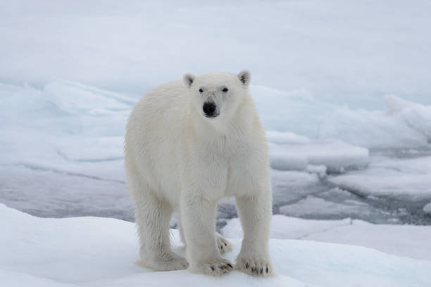 istock Wild polar bear on pack ice in Arctic sea 1317316476