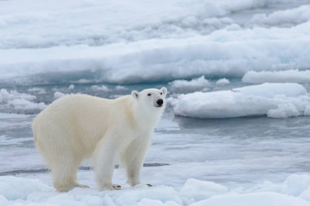 istock Wild polar bear on pack ice in Arctic sea close up 1317316488