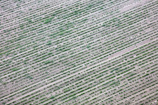 Aerial view of lettuce garden in field.