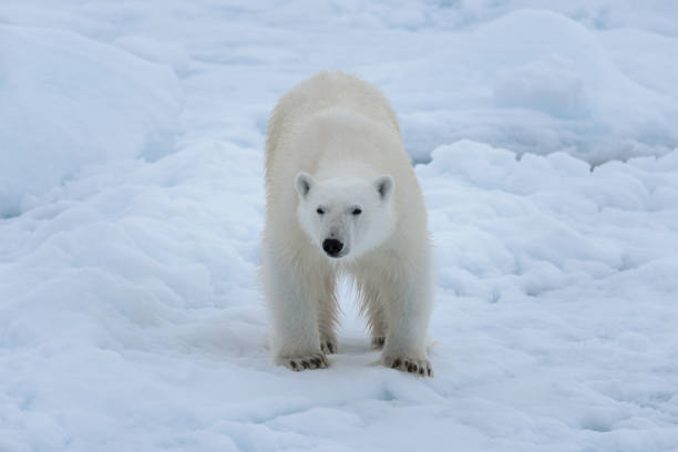 istock Wild polar bear on pack ice in Arctic sea close up 1317316594