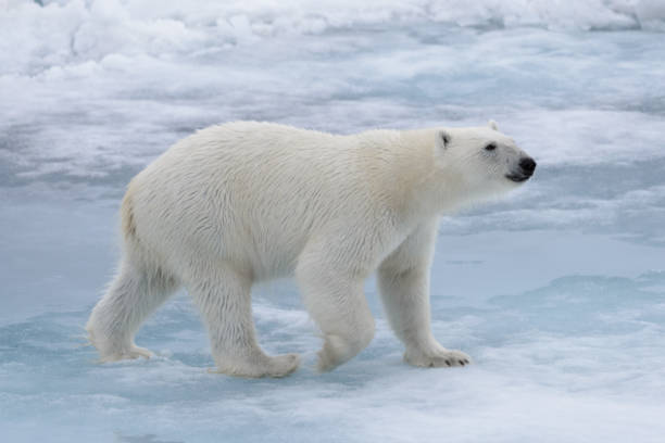 istock Wild polar bear on pack ice in Arctic sea 1317316637