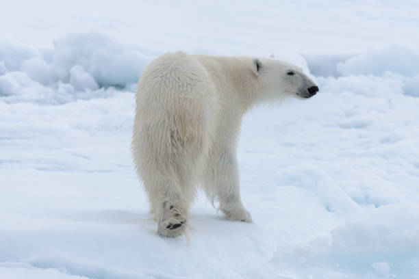 istock Wild polar bear on pack ice in Arctic sea close up 1317316696