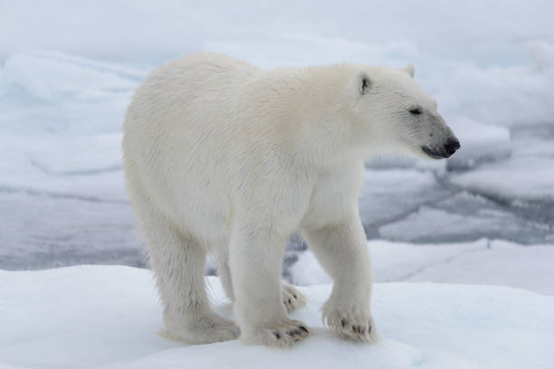 istock Wild polar bear on pack ice in Arctic sea 1317316778