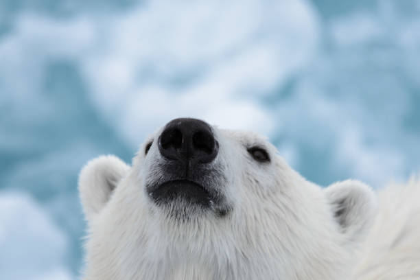 istock Polar bear's (Ursus maritimus) head close up 1317316918
