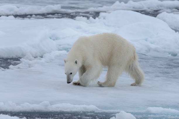 istock Wild polar bear on pack ice in Arctic sea close up 1317316930