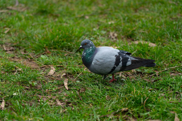 istock Dove walks on green grass 1317316967