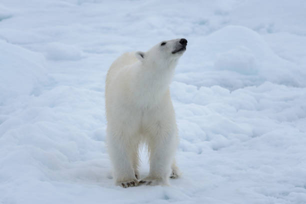 istock Wild polar bear on pack ice in Arctic sea close up 1317316973