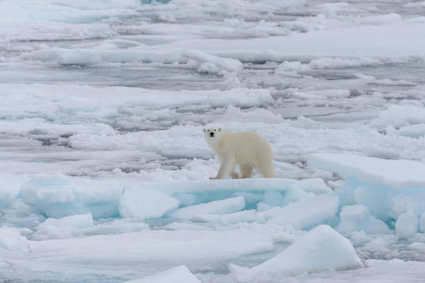 istock Wild polar bear on pack ice in Arctic sea 1317316980