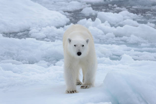 istock Wild polar bear on pack ice in Arctic sea close up 1317317063