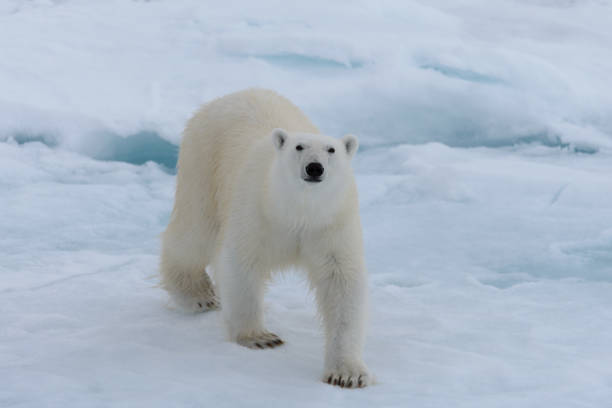 istock Wild polar bear on pack ice in Arctic sea 1317317087
