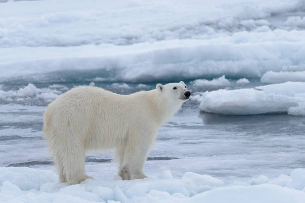 istock Wild polar bear on pack ice in Arctic sea close up 1317317200