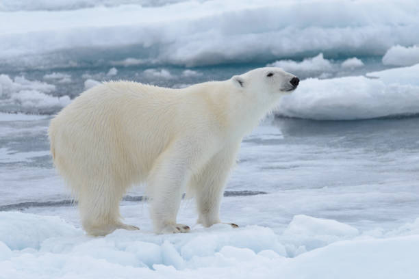 istock Wild polar bear on pack ice in Arctic sea close up 1317317241