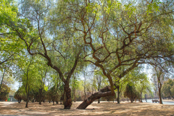 Tree growth in San Antonio that provides shade for storms to reduce flooding