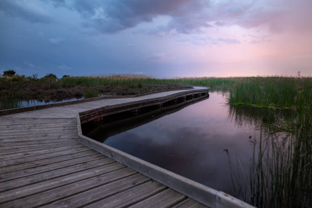 istock wooden walkway ay dusk 1317317958