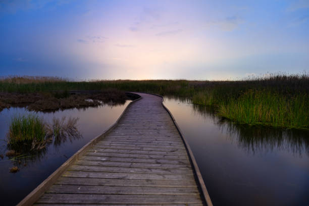 istock wooden walkway ay dusk 1317317967