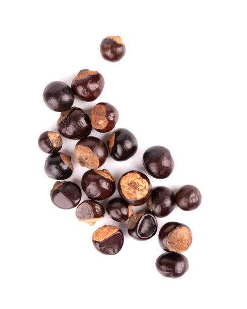 Guarana seed isolated on white background. Dietary supplement guarana, caffeine cource for energy drinks. Paullinia cupana. Top view.