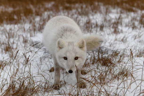 istock Arctic fox in winter time in Siberian tundra 1317318019