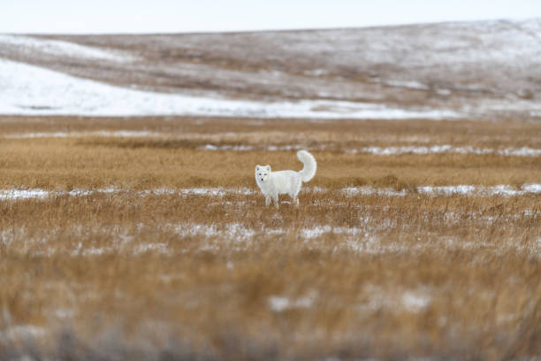 istock Arctic fox in winter time in Siberian tundra 1317318049