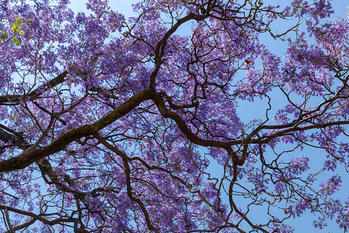 Branches and flowers of Jacarandas with blue sky in the background