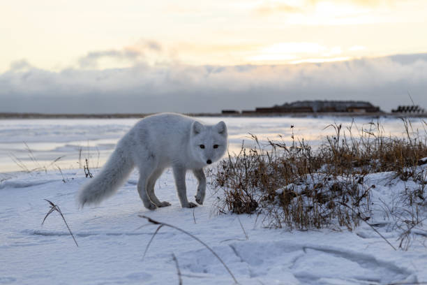 istock Arctic fox in winter time in Siberian tundra 1317318218