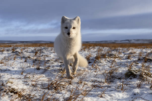 istock Arctic fox in winter time in Siberian tundra 1317318248
