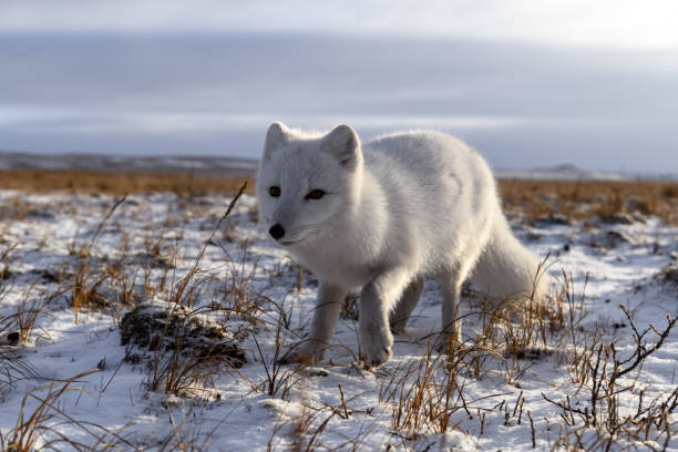 istock Arctic fox in winter time in Siberian tundra 1317318425
