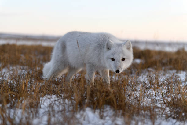 istock Arctic fox in winter time in Siberian tundra 1317318627