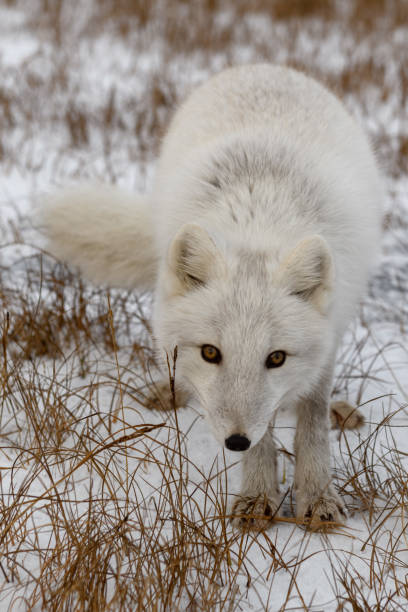 istock Arctic fox in winter time in Siberian tundra 1317319250