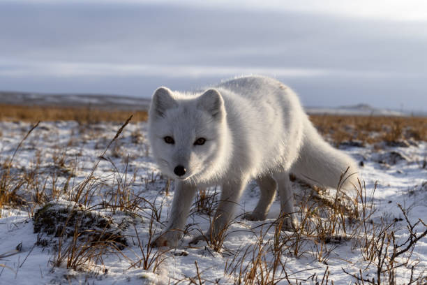istock Arctic fox in winter time in Siberian tundra 1317319434