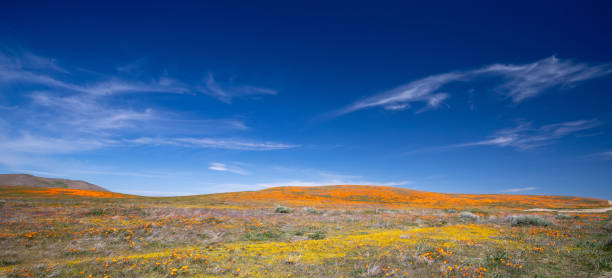 kalifornijskie złote pomarańczowe maki - poppy field flower california golden poppy zdjęcia i obrazy z banku zdjęć