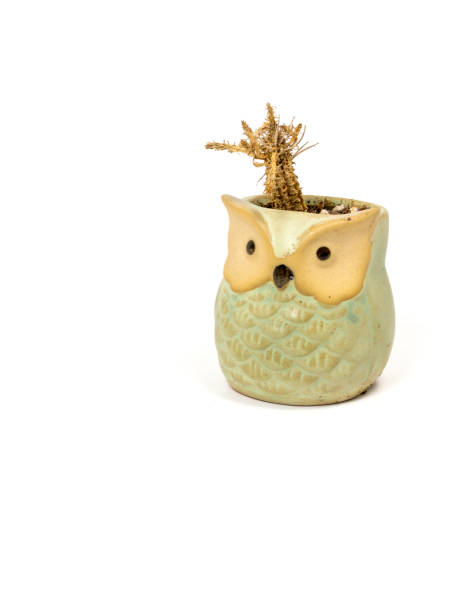 istock small potted dead cactus- in a small flower pot - on a white background 1317320544