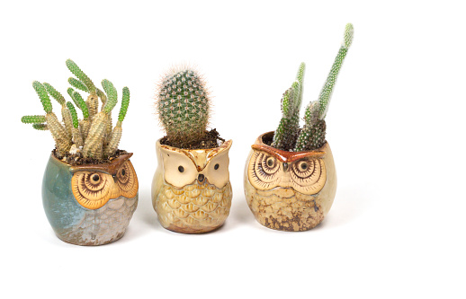 three small potted cactus plants in small glazed owl flower pots in a row. The cacti are different shapes and sizes and are cute and endearing decorations. Shot on a white background, there is a subtle shadow cast. A nice set of objects that can easily be clipped out and used for any marketing materials.