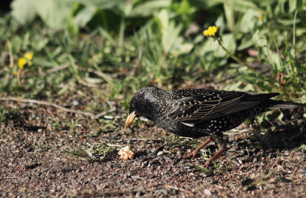 istock The starling bird flew into the garden in the spring 1317320590