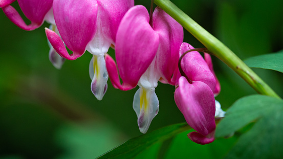 Macro daytime side view close-up of a blooming bleeding heart plant (Lamprocapnos) against a dark green background with shallow DOF