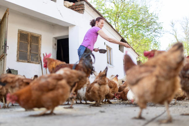 istock Woman feeding animals on the farm 1317321189